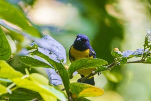 Rondleiding: hangbruggen en natuurwandeling Arenal