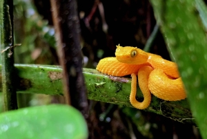 Rondleiding: hangbruggen en natuurwandeling Arenal