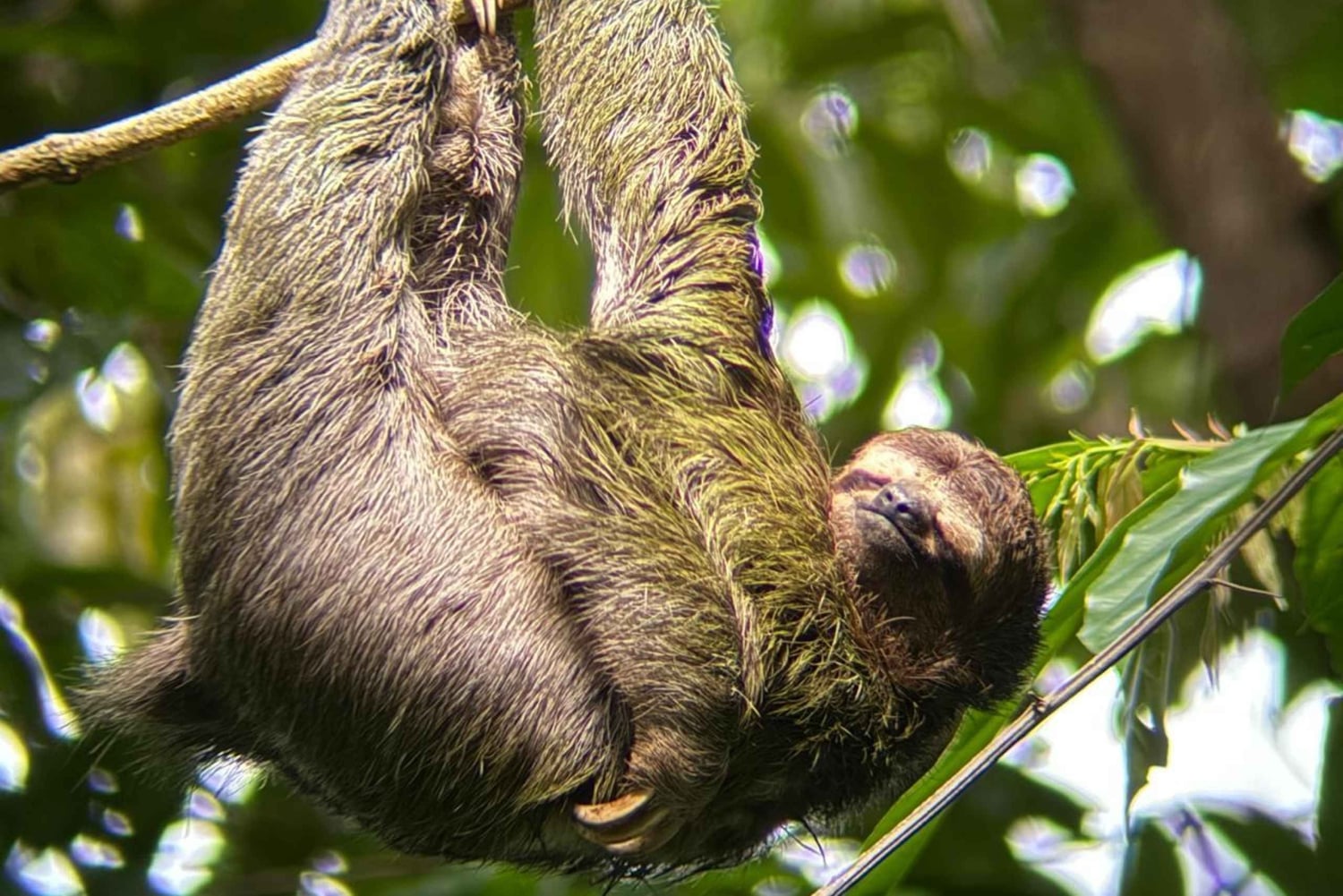 Opastettu kierros Manuel Antonion kansallispuiston viidakossa.