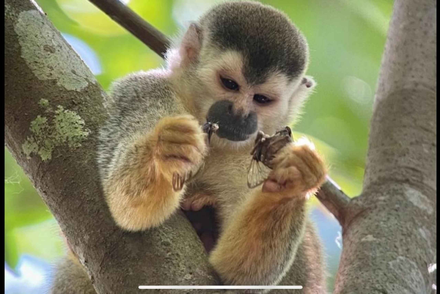 Opastettu kierros Manuel Antonion kansallispuiston viidakossa.