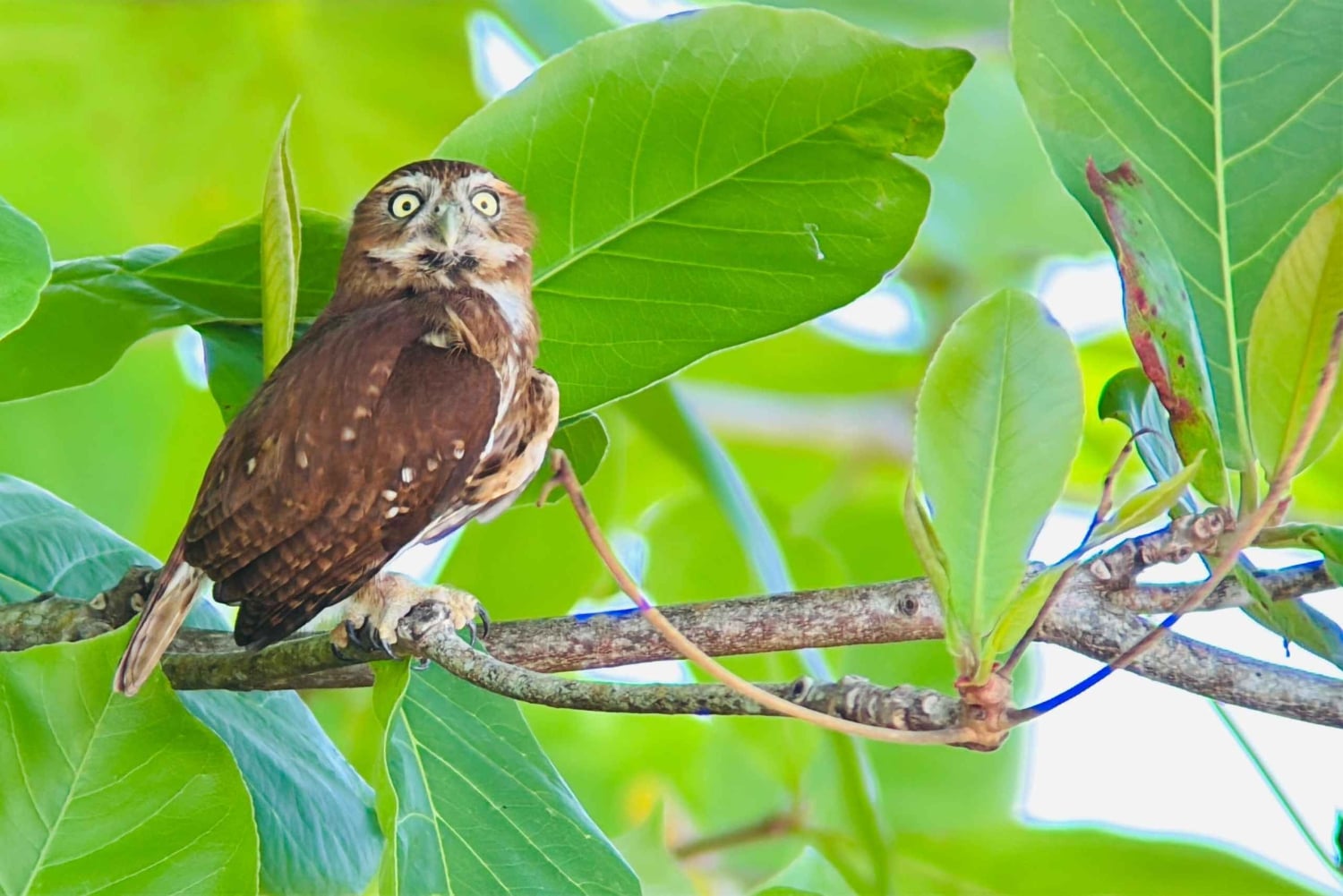 Opastettu kierros Manuel Antonion kansallispuiston viidakossa.