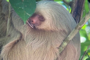 Guided tour in the jungle of Manuel Antonio National Park.