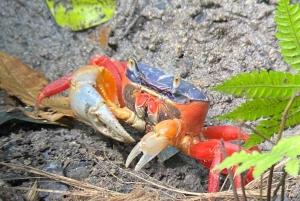 Guided tour in the jungle of Manuel Antonio National Park.