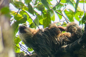 Guided tour in the jungle of Manuel Antonio National Park.