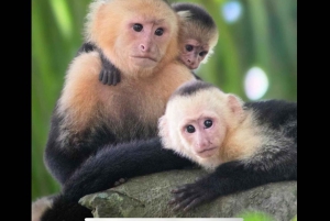 Opastettu kierros Manuel Antonion kansallispuiston viidakossa.