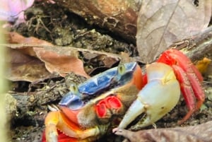 Opastettu kierros Manuel Antonion kansallispuiston viidakossa.