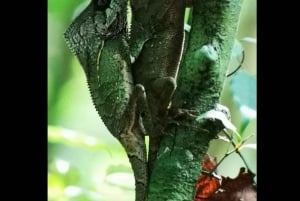 Opastettu kierros Manuel Antonion kansallispuiston viidakossa.