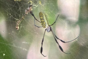 Opastettu kierros Manuel Antonion kansallispuiston viidakossa.