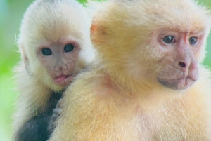 Opastettu kierros Manuel Antonion kansallispuiston viidakossa.