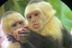 Opastettu kierros Manuel Antonion kansallispuiston viidakossa.