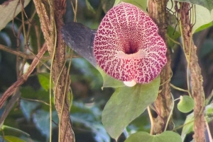 Opastettu kierros Manuel Antonion kansallispuiston viidakossa.