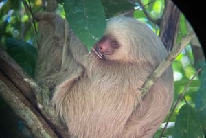 Guided walks to spot animals in Manuel Antonio National park
