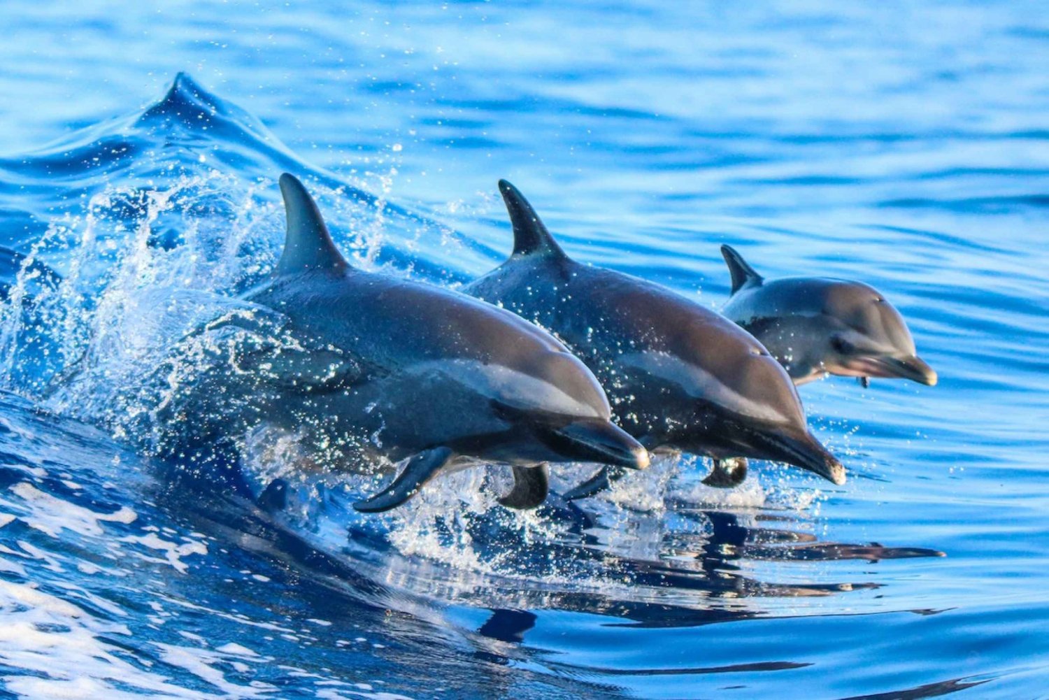 Obserwowanie delfinów i nurkowanie z rurką z przewodnikiem - Kostaryka