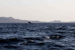 Observação guiada de golfinhos e mergulho com snorkel Flamingo Costa Rica