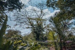 La Fortuna: Hanging Bridges Guided Tour at Mistico Park