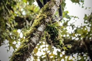 Hanging Bridges regnskovsvandring, halv dag, La Fortuna