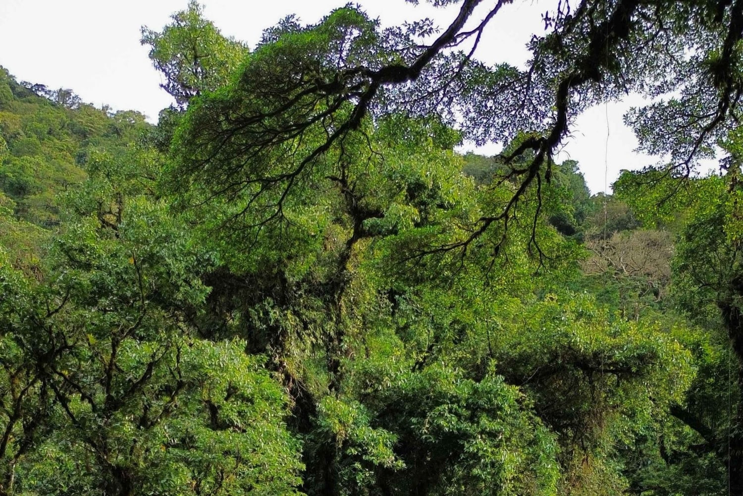 Heliconias Hanging Bridges Guided Tour