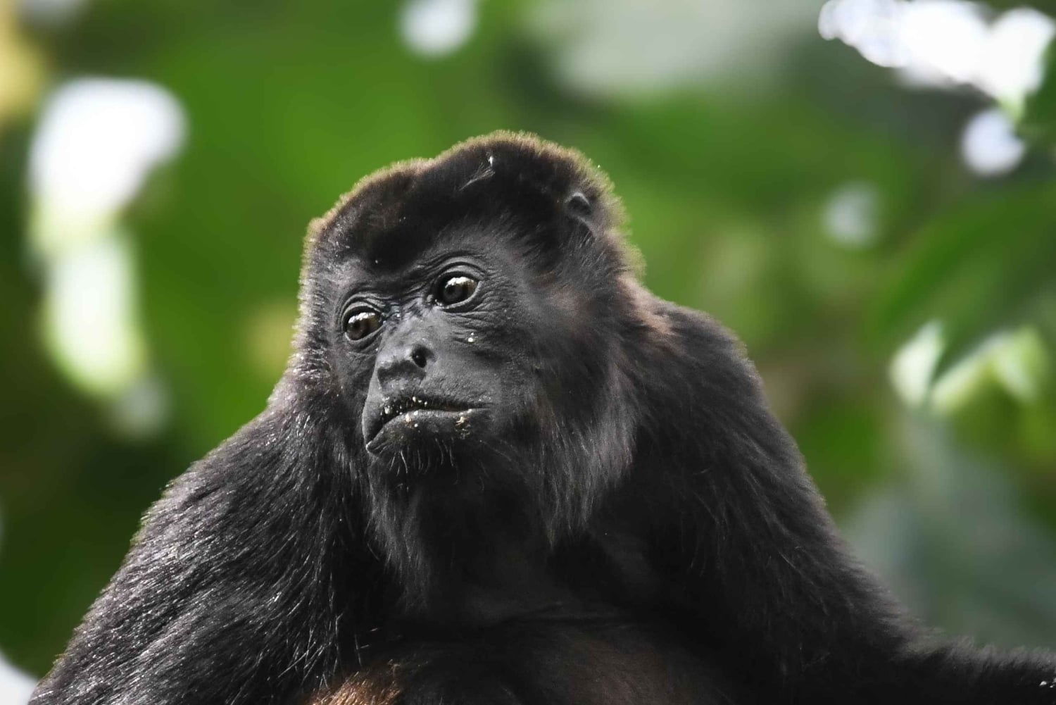 Heliconias Hanging Bridges Guided Tour
