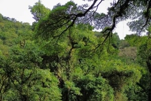 Heliconias Hanging Bridges Guided Tour
