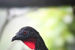 Heliconias Hanging Bridges Guided Tour