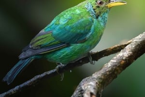 Heliconias Hanging Bridges Guided Tour