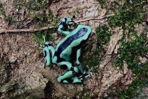 From Puerto Viejo & Cahuita: Hidden Kekoldi Waterfall Hike