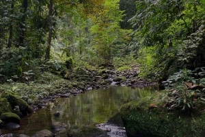 From Puerto Viejo & Cahuita: Hidden Kekoldi Waterfall Hike