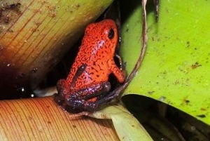 Hike at Rainforest Adventures Costa Rica Braulio Carrillo