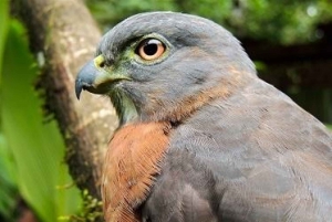 Hike at Rainforest Adventures Costa Rica Braulio Carrillo