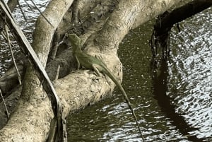 Cahuita National Park: Guided Hike with Snorkel and Lunch