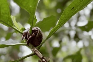 Cahuita National Park: Guided Hike with Snorkel and Lunch