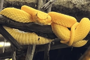 Cahuita National Park: Guided Hike with Snorkel and Lunch