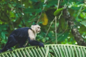 Cahuita National Park: Guided Hike with Snorkel and Lunch