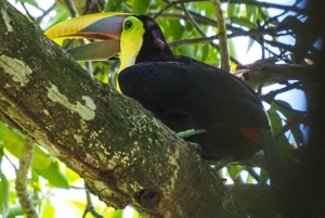 Vandringsturer i Corcovado