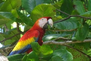 Vandringsturer i Corcovado