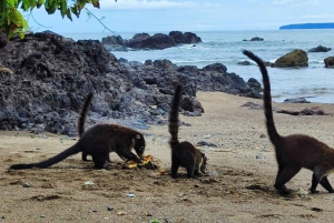 Vandringsturer i Corcovado