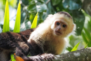 Vandringsturer i Corcovado