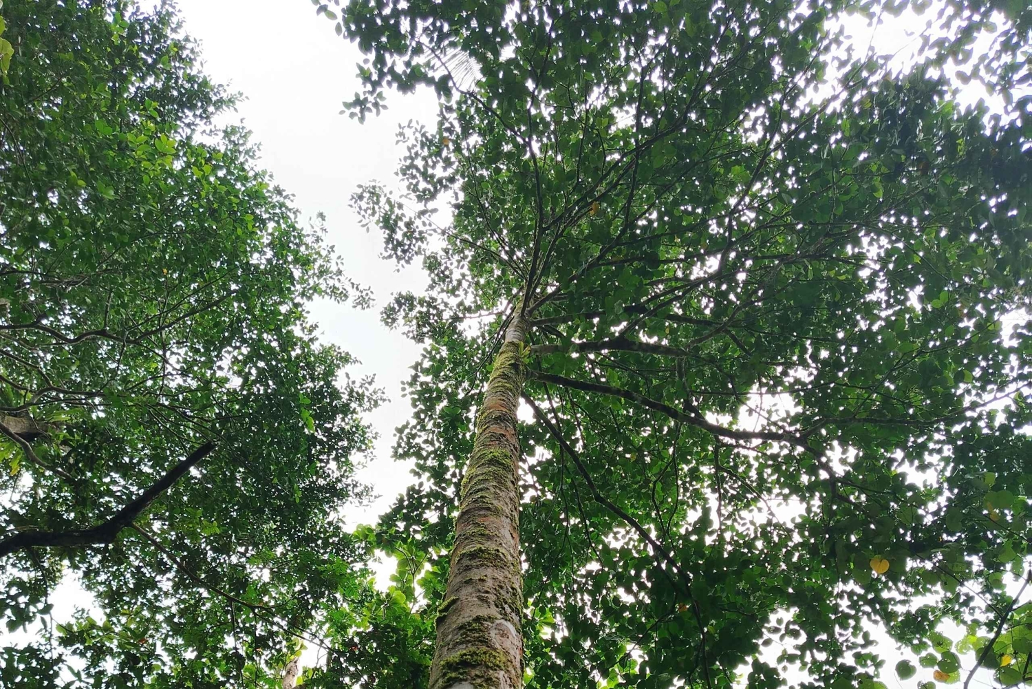 Randonnée au parc national de Tortuguero