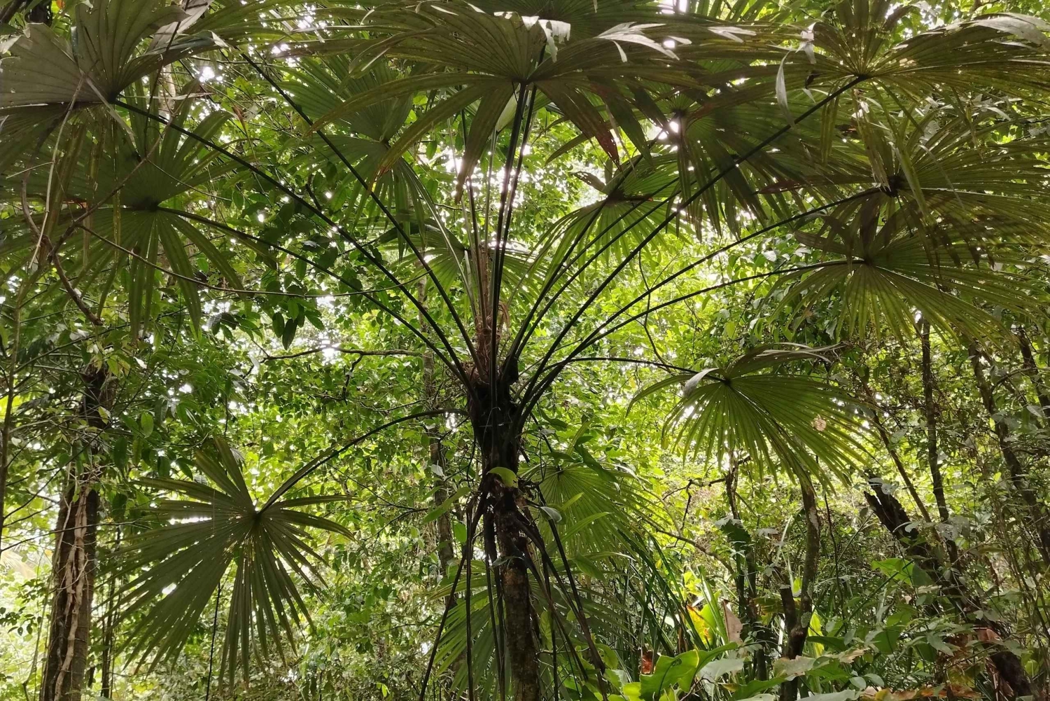 Randonnée au parc national de Tortuguero