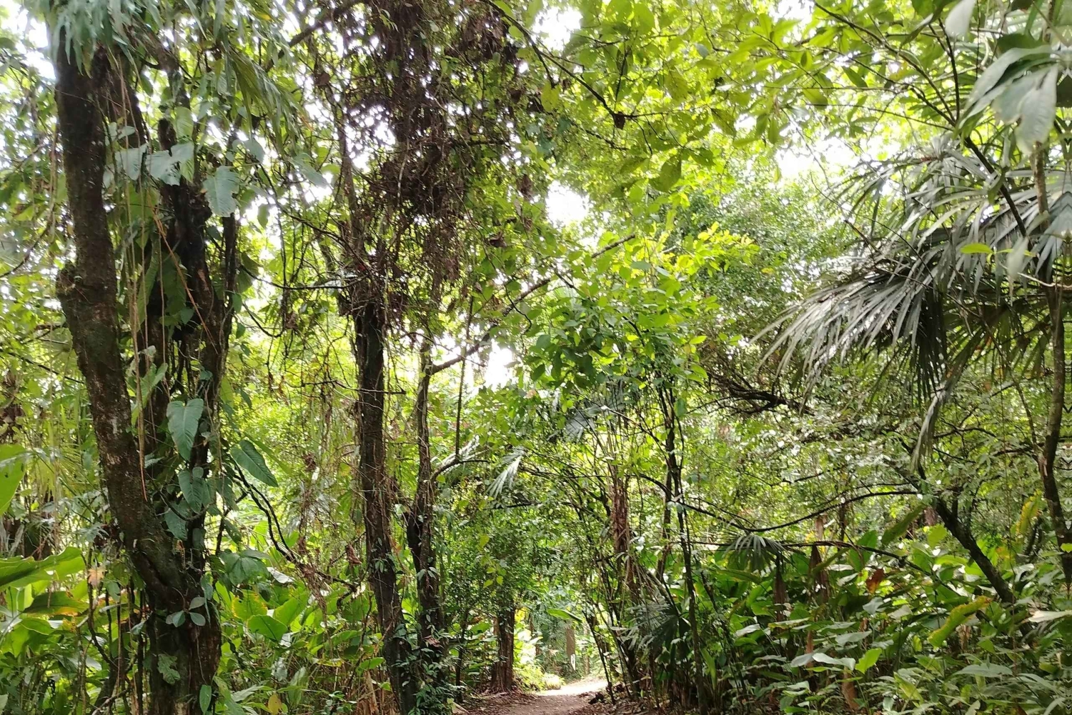 Randonnée au parc national de Tortuguero