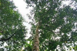 Randonnée au parc national de Tortuguero