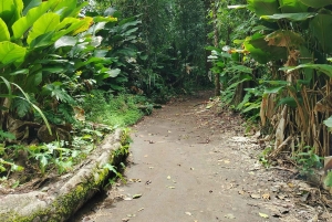 Randonnée au parc national de Tortuguero