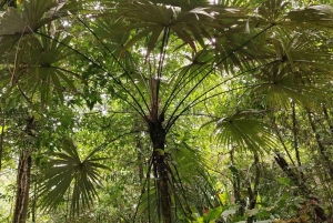 Randonnée au parc national de Tortuguero