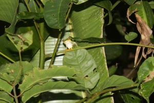 Randonnée au parc national de Tortuguero