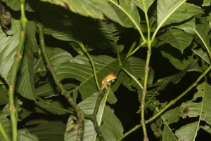 Randonnée au parc national de Tortuguero
