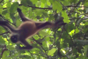 Randonnée au parc national de Tortuguero