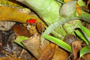 Randonnée au parc national de Tortuguero