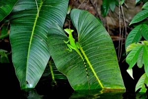 Randonnée au parc national de Tortuguero
