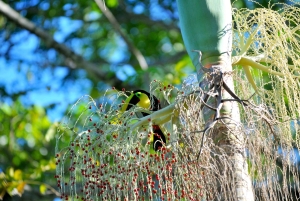 Randonnée au parc national de Tortuguero