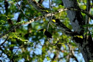 Randonnée au parc national de Tortuguero